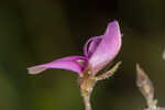 Eastern milkpea